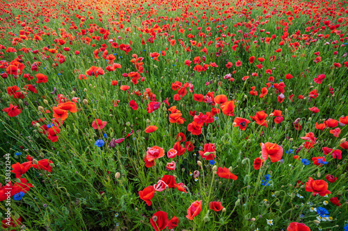 Poppies on a poppy field at sunset