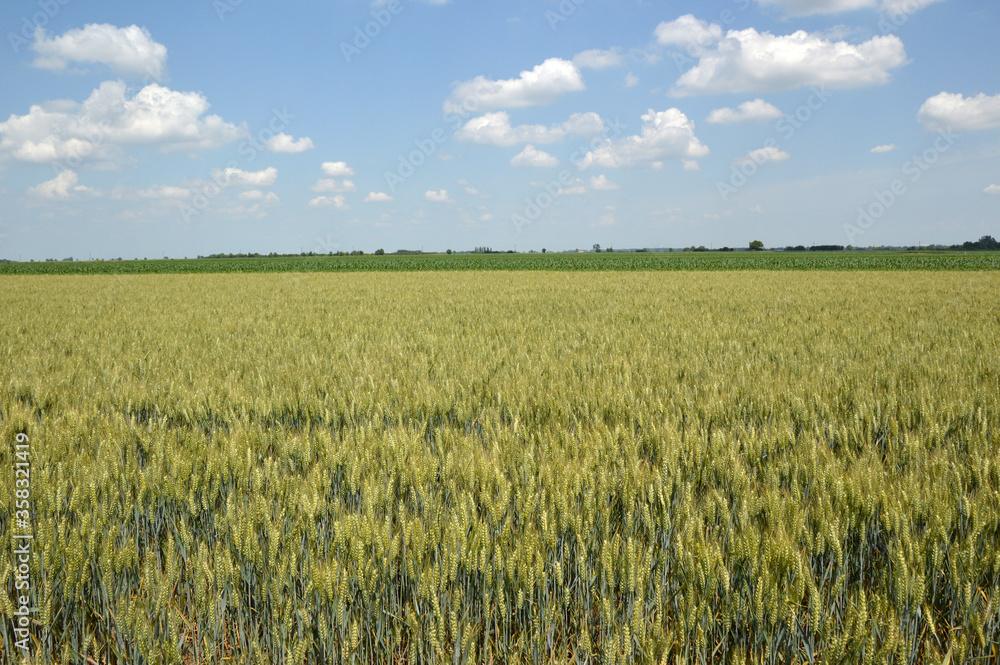 wheat field in the sunny spring day with blue sky in the background
