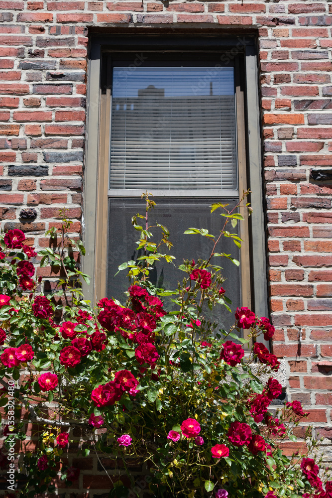 Beautiful Red Roses in front of an Urban Window on an Old Brick Apartment Building in Astoria Queens New York