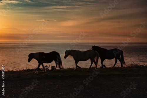 Horses silloete  agains a  sunset sky  © debraangel