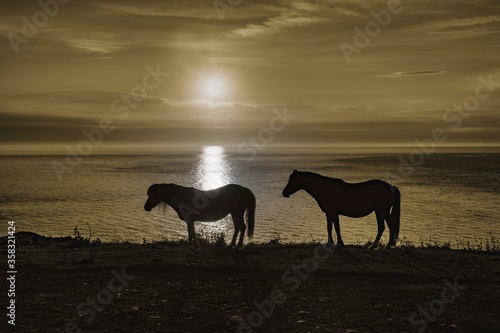 Horses silloete agains a sunset sky 