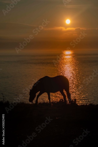 Horses silloete  agains a  sunset sky  © debraangel