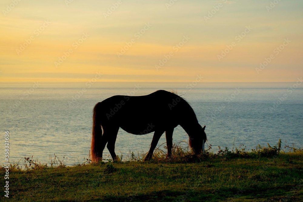 Horses silloete agains a sunset sky Horses silloete agains a sunset sky