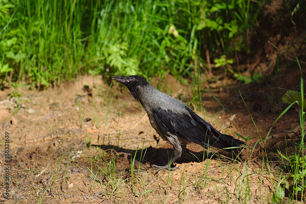 Naklejka premium a young crow looks for food on the ground