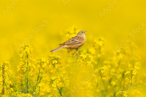 Ortolan bunting on nice colored blurred background 