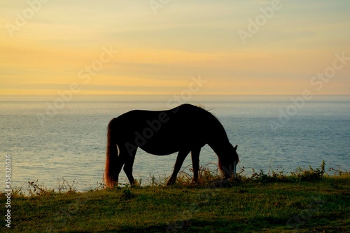 Horses silloete  agains a  sunset sky 