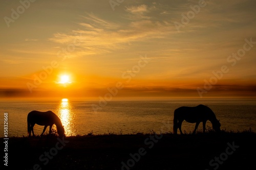 Horses silloete agains a sunset sky 