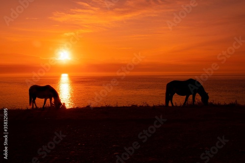 Horses silloete  agains a  sunset sky 