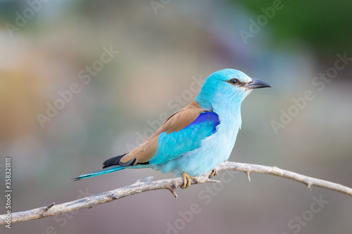 Feathered Jewel: Detailed Close-Up of a European Roller