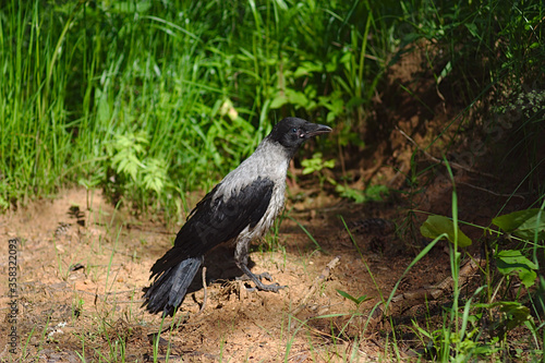 a young crow looks for food on the ground