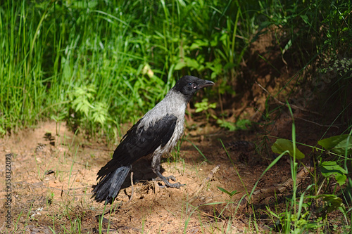 a young crow looks for food on the ground © EvgenyBelenkov