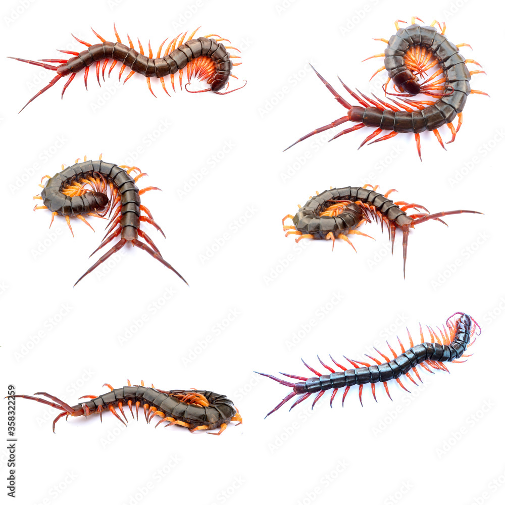 Fototapeta premium centipedes