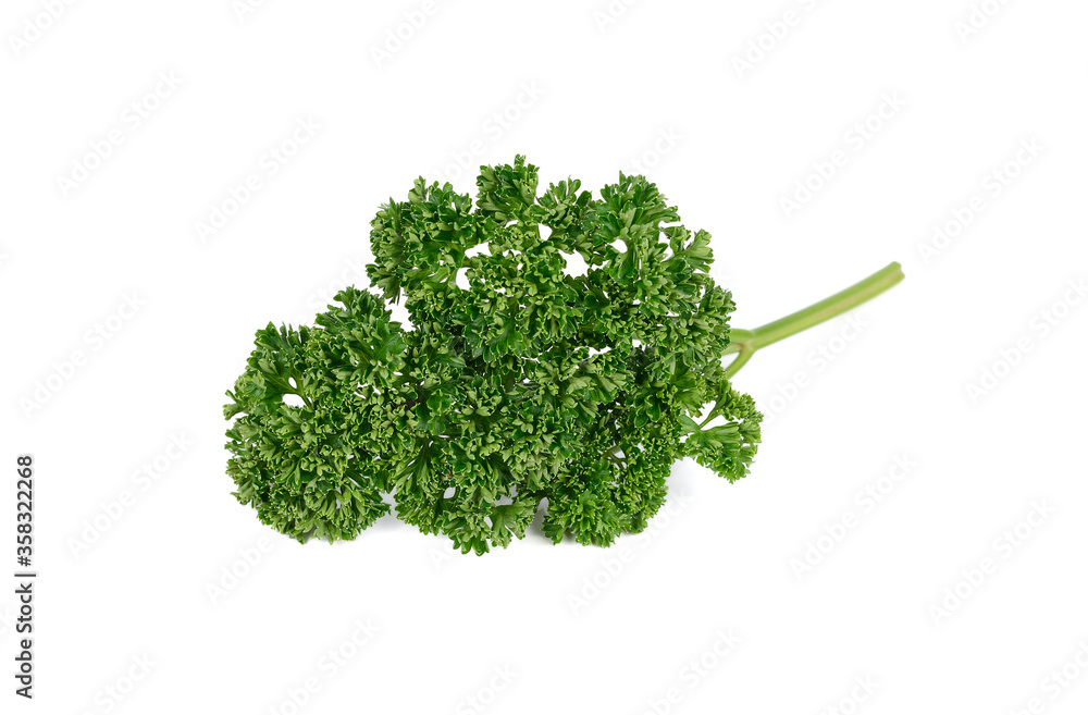 fresh parsley with stem on white background fresh parsley with stem on white background