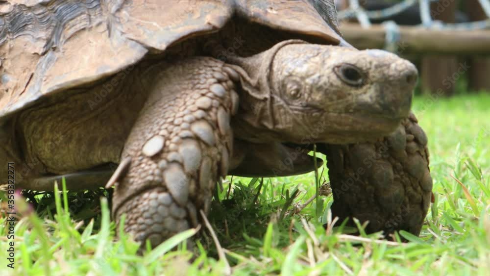 An old tortoise (not a turtle) slowly walking on the grass in Durban, South africa An old tortoise (not a turtle) slowly walking on the grass in Durban, South africa