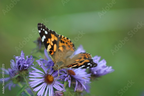 butterfly on flower © Maxime Rene