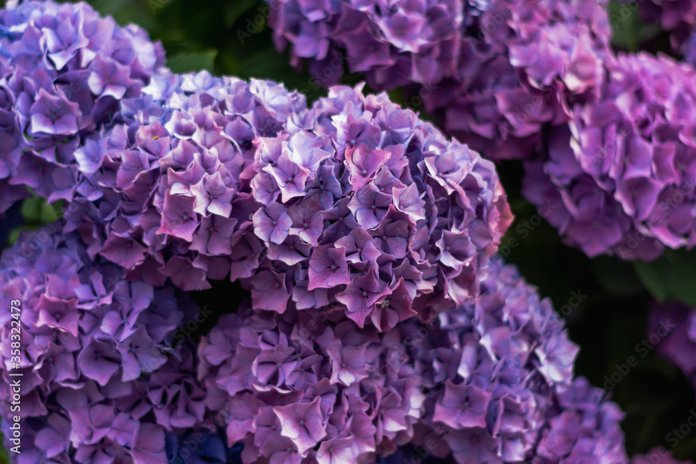Abstract flower background. Near. Abstract flower background. Near.