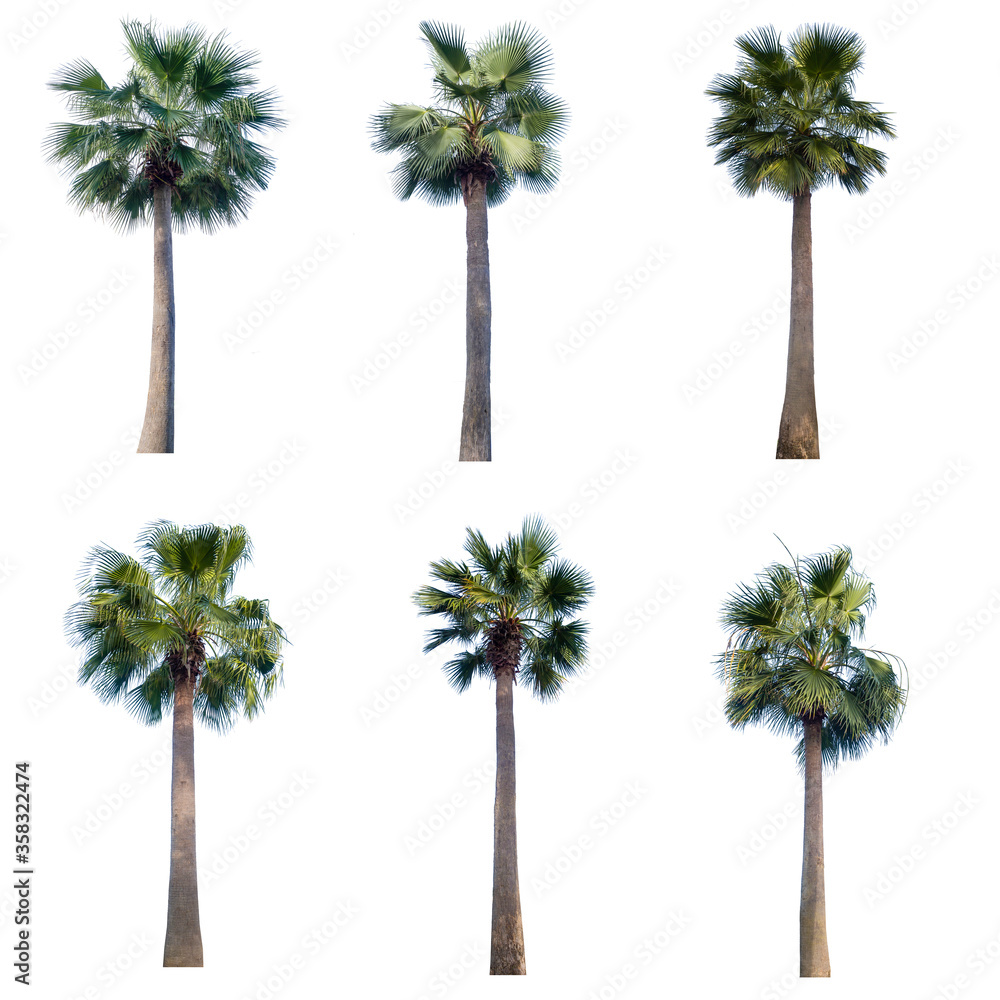 Fototapeta premium set of palm trees