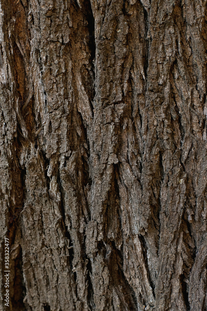 background texture of ribbed cracked tree bark background texture of ribbed cracked tree bark