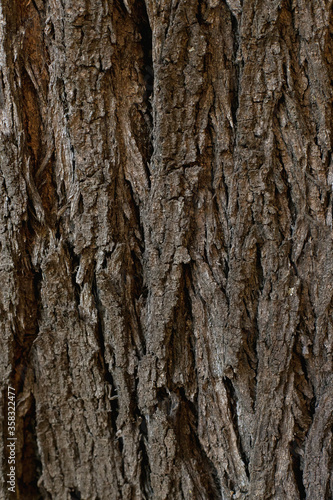 background texture of ribbed cracked tree bark