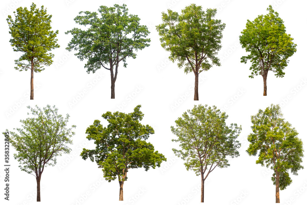 Collection of neem tree(Azadirachta indica) isolated on white background Collection of neem tree(Azadirachta indica) isolated on white background