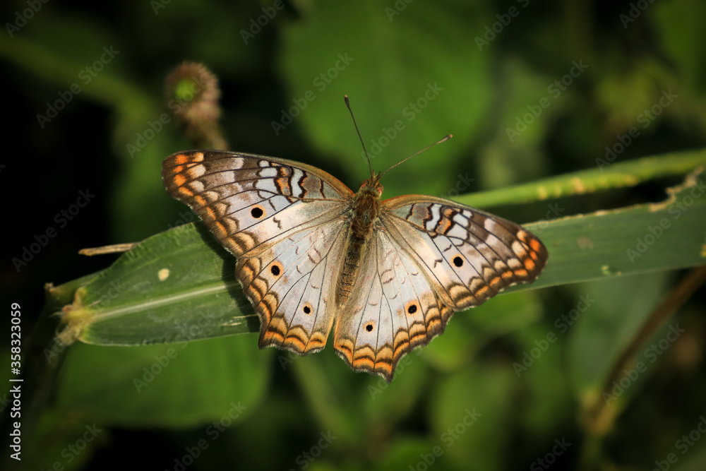 Obraz premium Borboleta no entardecer