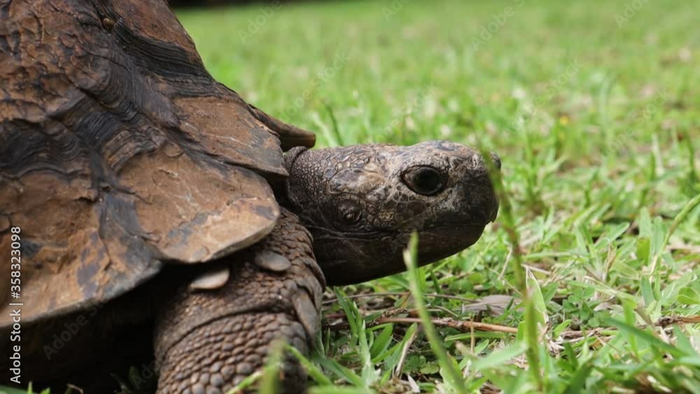 An old tortoise (not a turtle) slowly walking on the grass in Durban, South africa An old tortoise (not a turtle) slowly walking on the grass in Durban, South africa