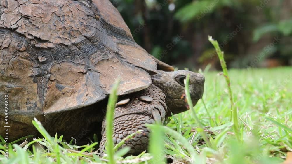 An old tortoise (not a turtle) slowly walking on the grass in Durban, South africa An old tortoise (not a turtle) slowly walking on the grass in Durban, South africa