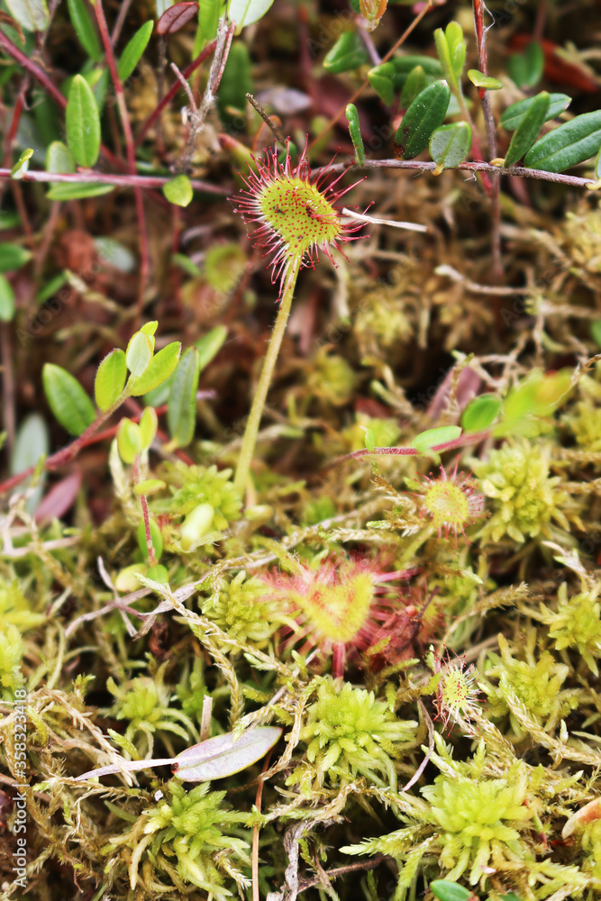 A small plant of a sundew predator (lat. Drósera) among moss in a swamp. A small plant of a sundew predator (lat. Drósera) among moss in a swamp.