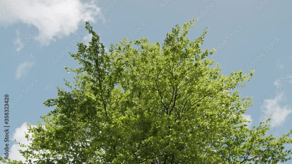 windy green treetops against beautiful blue sky and white clouds windy green treetops against beautiful blue sky and white clouds