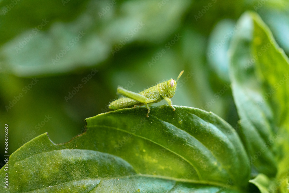 close up view of a grasshopper on a leaf close up view of a grasshopper on a leaf