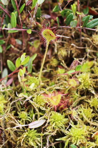 A small plant of a sundew predator (lat. Drósera) among moss in a swamp.