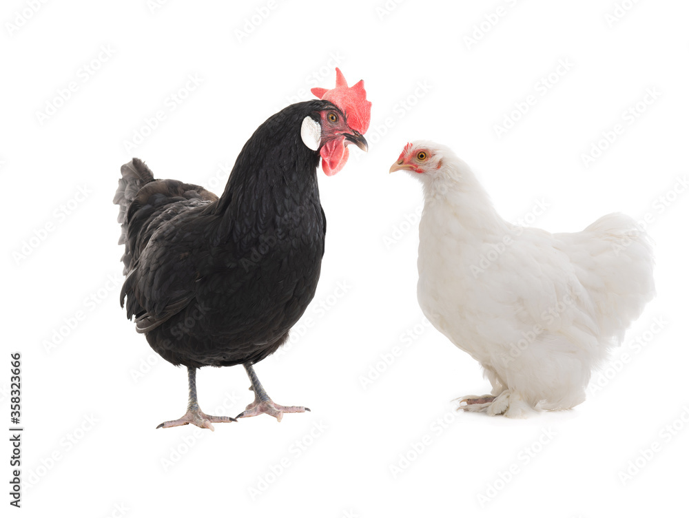 Fototapeta premium Black and white chicken isolated on a white background.