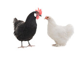 Black and white chicken isolated on a white background.