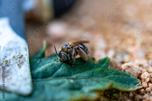 macro of a killer bee