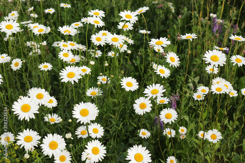 Daisies with white petals and yellow centers.