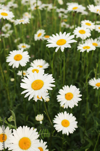 Daisies with white petals and yellow centers.