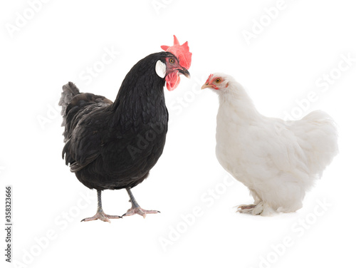 Black and white chicken isolated on a white background.