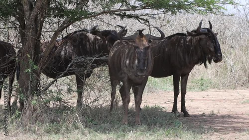 A group of gnu (wildebeest) portrayed during a safari in the Hluhluwe - imfolozi National Park in South africa