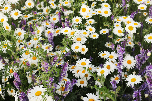 Field with daisies and field wikis.