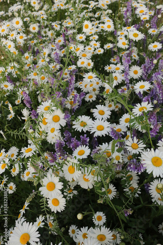 Field with daisies and field wikis.