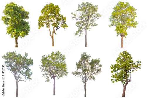 The collection of trees  Isolated trees on white background.
