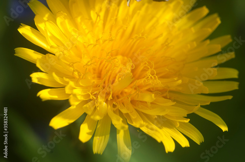 Dandelion flowers close up shot