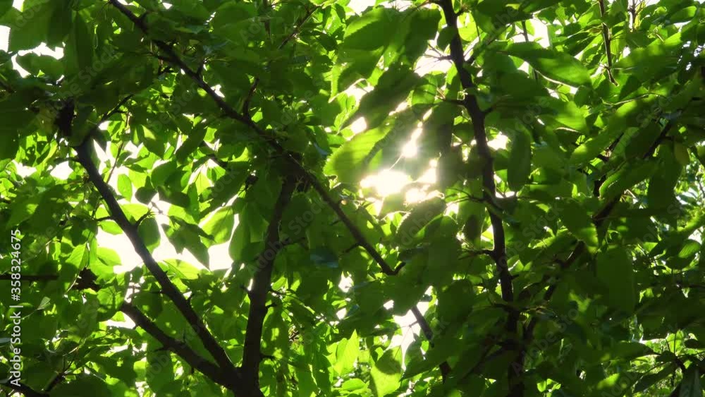 green leaves and sun green leaves and sun