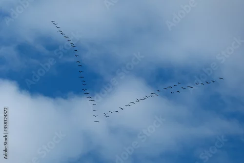 Obraz Odlatujące ptaki