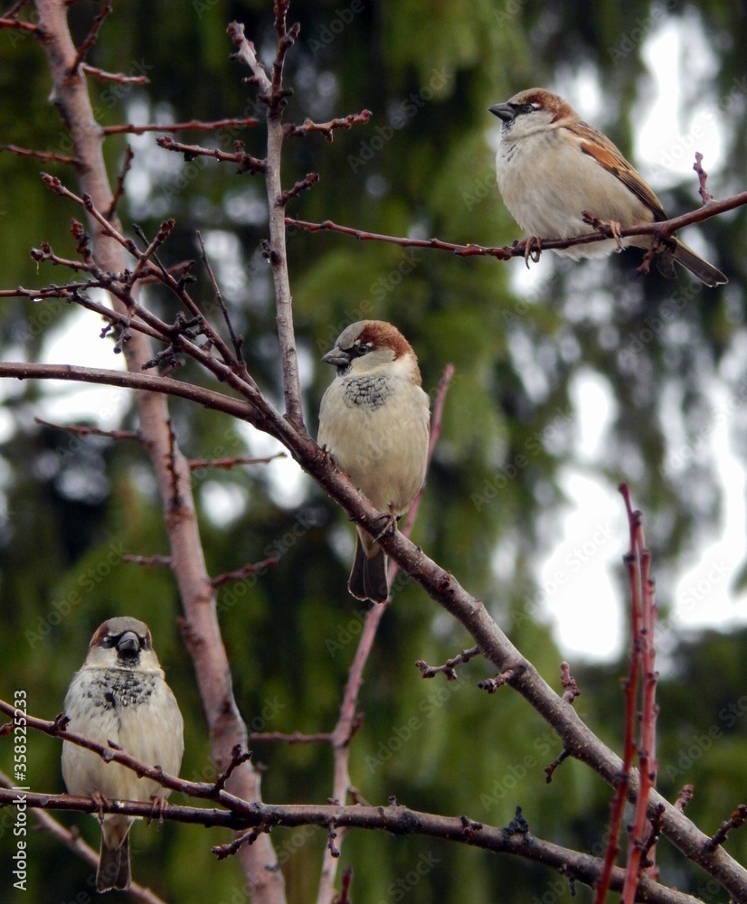 Obraz premium три товарища воробья