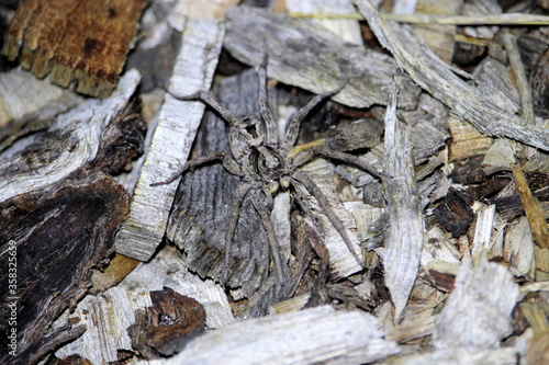 Wolf Spider (Lycosidae) at night, South Australia