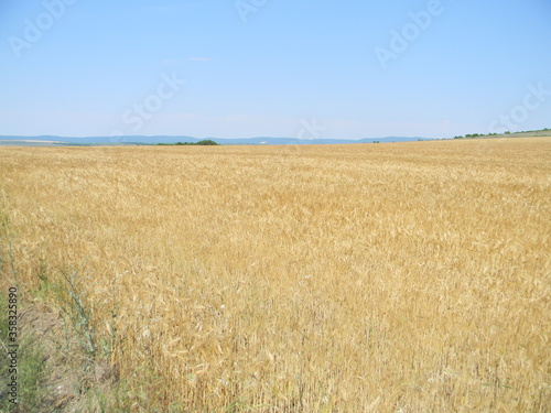 brown wheat field under blue sky in summer