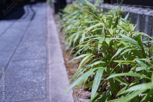 日本 京都 ゲート 入口 緑 デザイン 竹 植木 