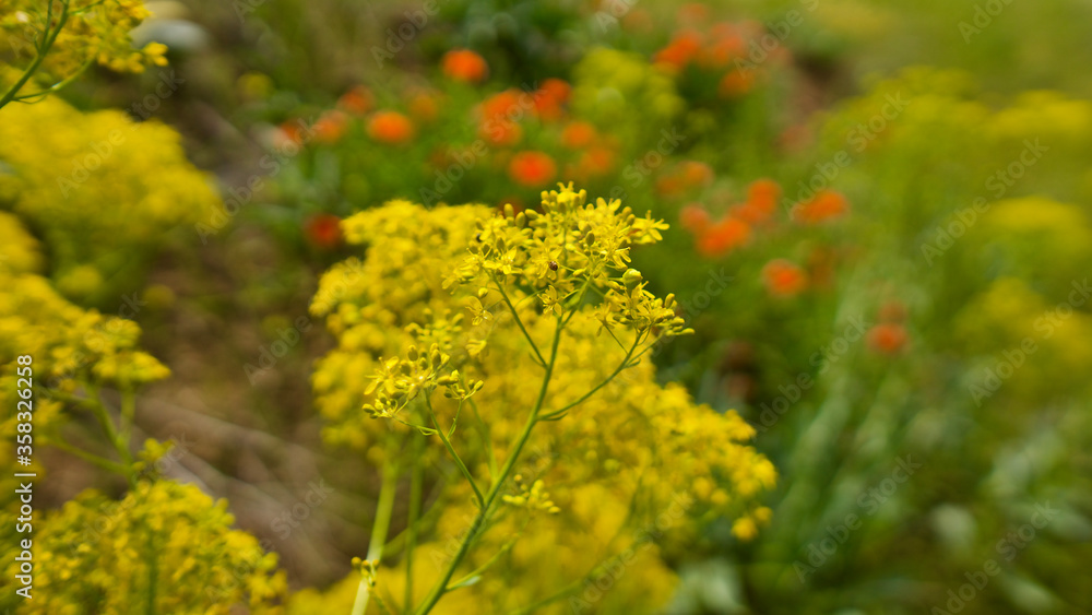 Canola plant. Plant with yellow flowers, oil used in biodiesel production. Rapeseed Canola plant. Plant with yellow flowers, oil used in biodiesel production. Rapeseed