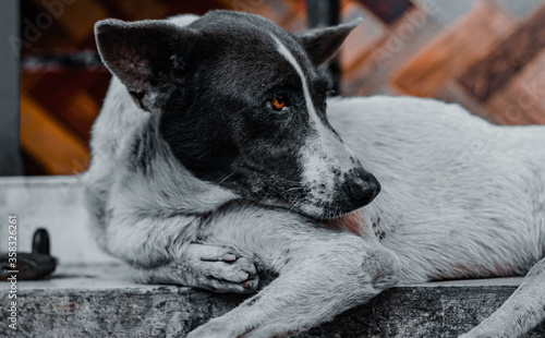 cute black and white homeless dog with light eyes lying down